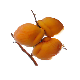 临潼火晶柿子苗树特大号脆甜耐冻嫁接苗南北方耐寒庭院果树老品种