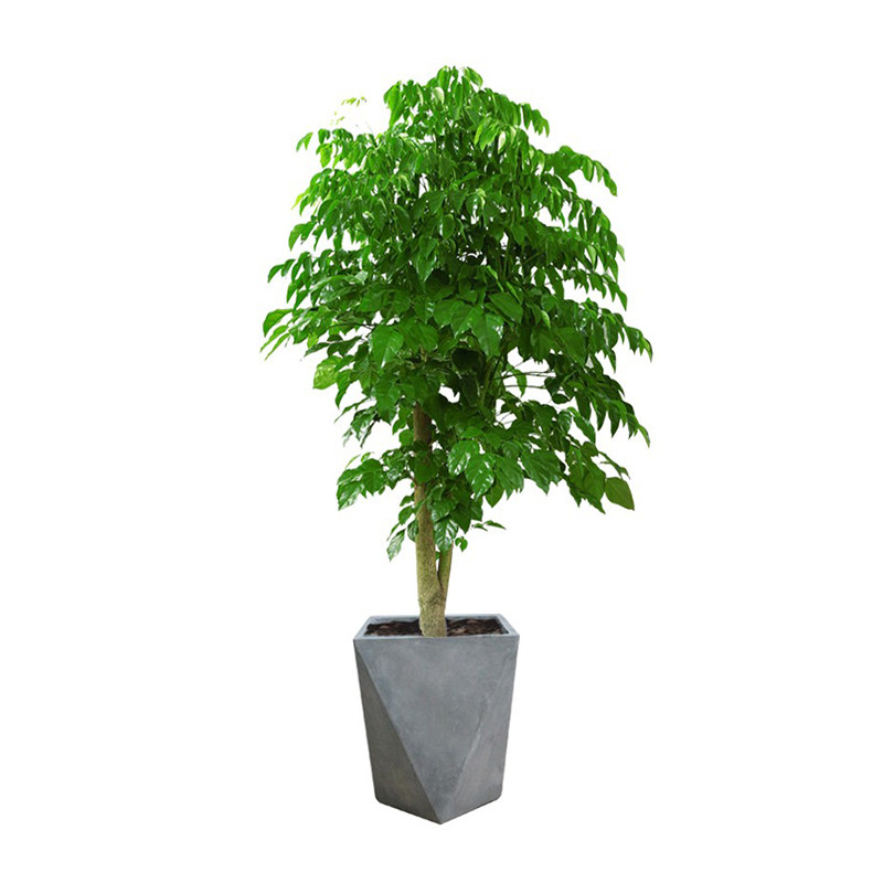 绿植客厅喜阳耐晒幸福树幸福树