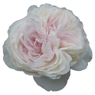 尘世天使克里斯蒂娜公爵夫人灌木月季玫瑰大花苗盆栽花园庭院好养