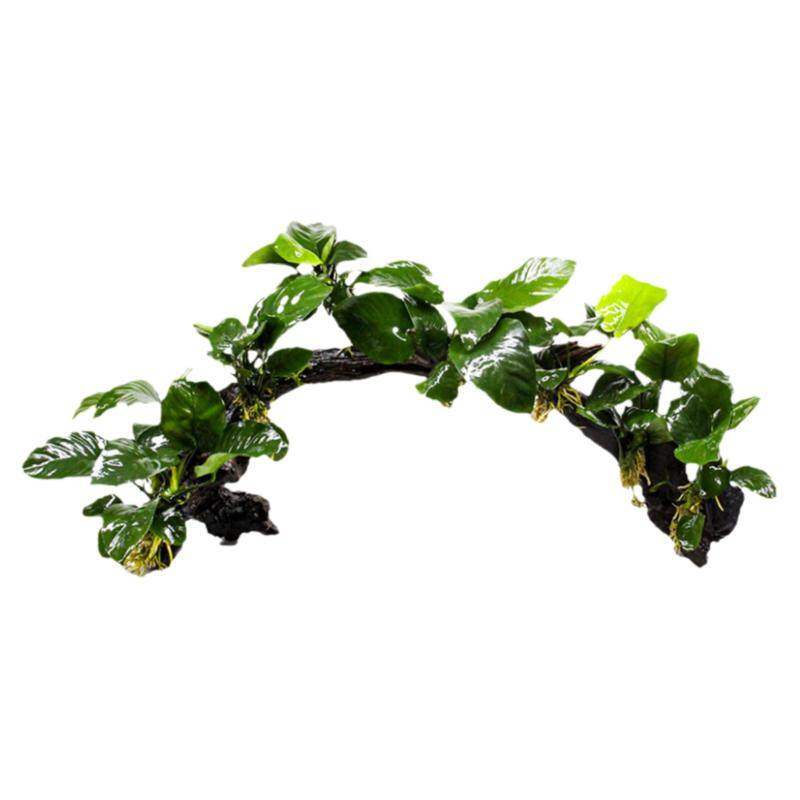 鱼缸造景阴性植物水榕沉木拱桥