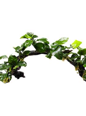 鱼缸造景阴性植物水榕沉木拱桥