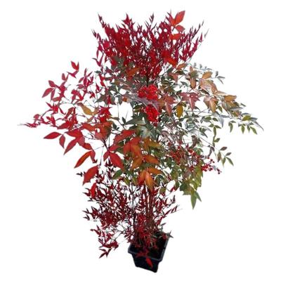 网红绿植老桩南天竹四季不落叶