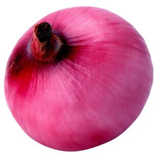 【红皮洋葱种子】四季播红皮洋葱籽阳台高产菜园大田圆葱蔬菜种子