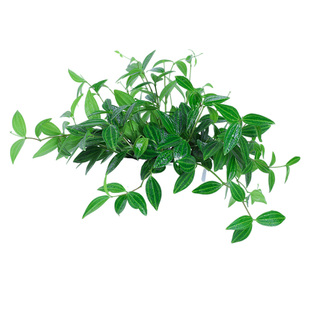 绿植钻石翡翠盆栽吊兰植物豆瓣绿办公室内桌面四季常青垂盆草盆景