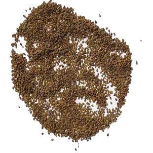 紫云英种子红花草种子养蜂蜜源高产绿肥牧草种子食用野菜种籽包邮