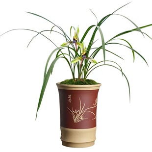 名贵兰花苗浓香春兰包公魂板桥遗墨刘三红新津胭脂客厅室内庭院花