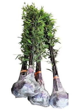 竹子苗庭院篱笆围墙盆栽户外大型植物风水竹四季常青不落叶耐寒