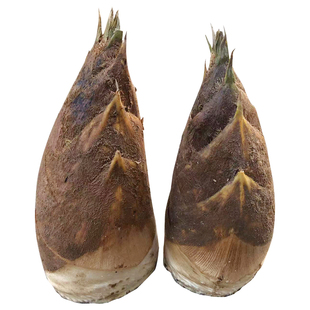 当天挖!浙江新鲜春笋毛笋2026衢州临安正宗竹笋野生腌笃鲜切老根