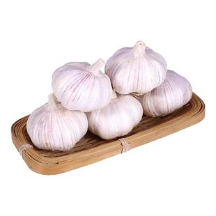 25年农家新干蒜头半紫白皮大蒜头中果特大果当季新鲜蔬菜产地直发