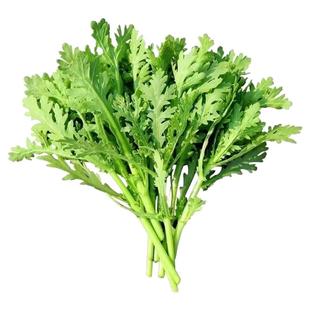 小叶茼蒿种子皇帝菜种籽光杆蒿子秆四季播阳台盆栽庭院蔬菜种子