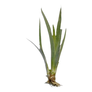 西伯利亚鸢尾四季常绿水生鸢尾花苗湿地公园绿化造景耐寒花卉植物