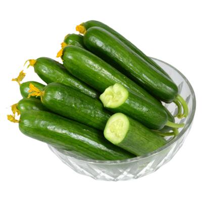 荷兰黄瓜新鲜小黄瓜5斤