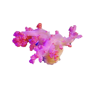 红水珊瑚 水桃花 海水紫鸡冠花NPS活体软珊瑚缸海洋生物 快递粉色