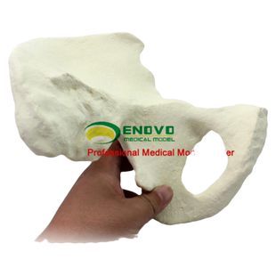 ENOVO颐诺 仿真骨人工合成骨髂骨髋骨模型 骨盆钉板骨科手术摸拟手术机器人体骨骼模型医生培训操作教学教具