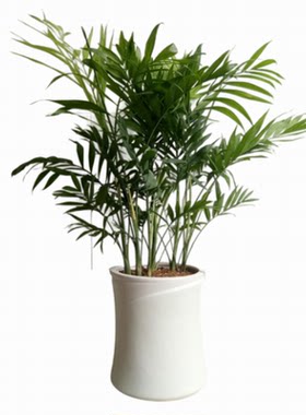 白色花盆家居摆设绿植景观