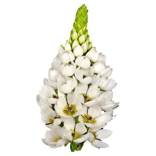 25年新球现货 绿园花开圣心百合种球 进口万年青虎眼属多年生球根