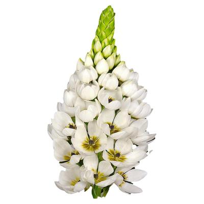 绿园花开荷兰进口虎眼百合种球