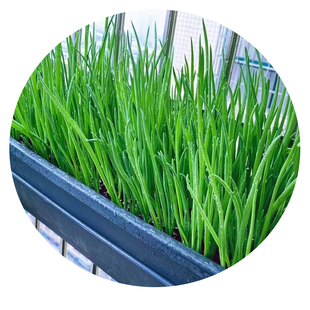 四季小香葱种籽子小分葱种子阳台盆栽种植易活红火葱种头蔬菜种孑