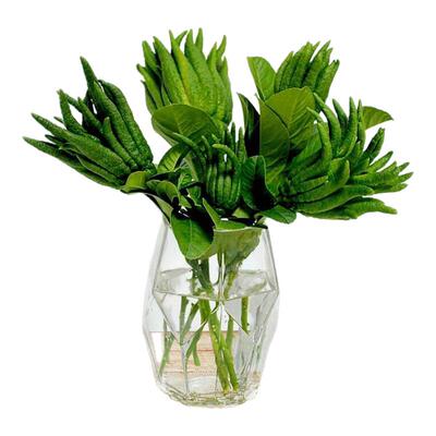 水培水养佛手柑绿植观赏闻香插花