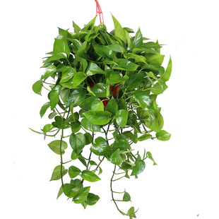 绿萝长条带条带藤垂吊挂起来盆栽吊兰新房装修植物室内绿植