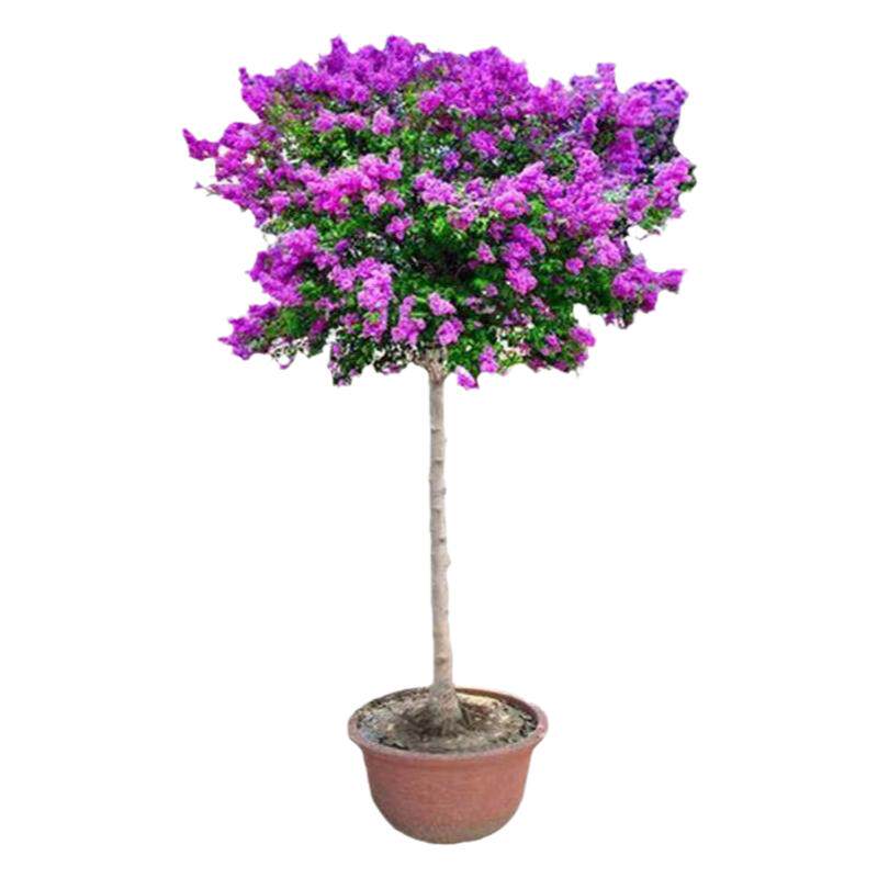 春夏多年生浓香型花卉丁香花耐寒