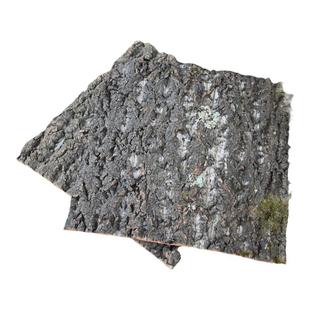香槟树皮造景装饰柱子橡木树皮板水陆缸微景观爬虫箱雨林缸背景板