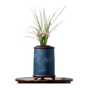 翁源高端春兰莲瓣兰粉黛胭脂粉色大花蕙兰花苗台北小姐带花浓香卉