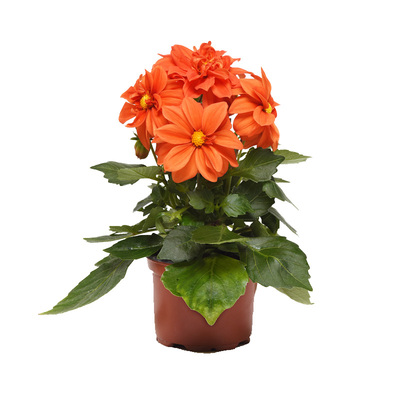 盆栽庭院四季大丽花种球