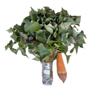 烟薯蜜薯糖心红薯苗种西瓜红食叶型板栗红薯苗红著25号地瓜秧苗秧