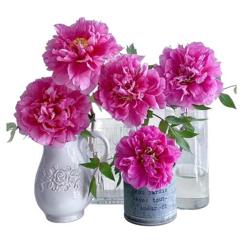 牡丹鲜花重瓣牡丹鲜切花洛阳山东芍药鲜花速递新国色天香基地直发