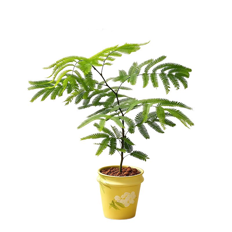 网红密叶猴耳环小豆树籽播盆栽室内耐阴好养绿植桌面盆栽阳台耐活