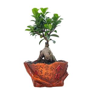 大榕树盆景办公室内桌面客厅绿植花卉四季常青小榕树盆栽观茎植物