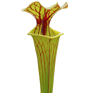 黄瓶子草华丽小虫草堂花园阳台室外捕食虫植物全红管铜帽帝王巨大