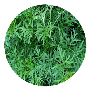 艾草种籽食用青团艾叶野生药用大叶种子驱蚊艾蒿阳台庭院四季种植