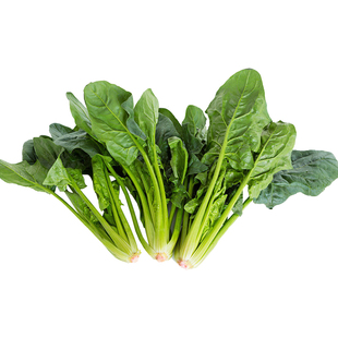 适合秋天种的蔬菜青菜菜籽大全秋季香菜生菜菠菜种子四季种籽葱种