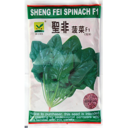 耐热杂交菠菜种子基地用夏秋季大叶菠菜高产墨绿耐寒菠菜籽蔬菜孑