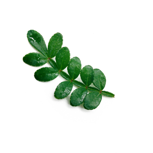 新鲜清香木 胡椒木 香叶子酒店西餐日料摆盘蛋糕烘焙点缀叶子装饰