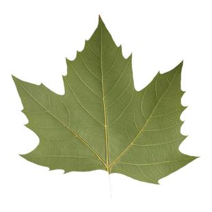 梧桐树叶标本激光雕刻叶雕材料真树叶烘干树叶手工叶雕材料梧桐叶