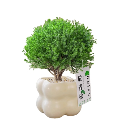 放轻松雾凇小盆栽懒人好养植物