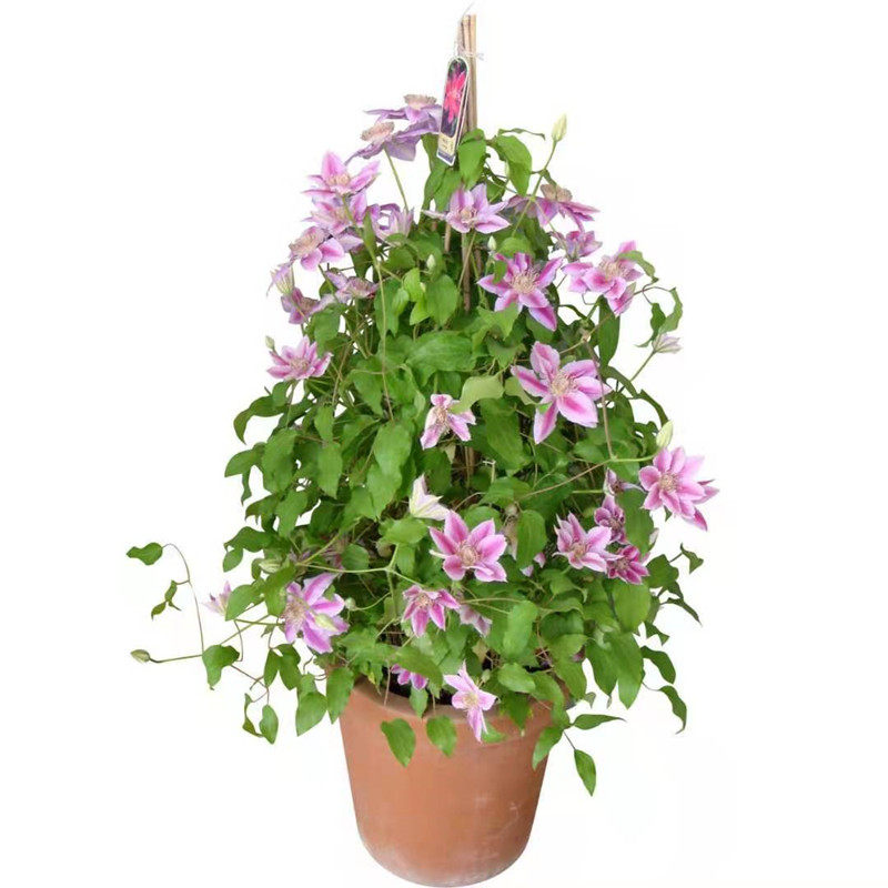 进口铁线莲四季重瓣带花爬藤植物