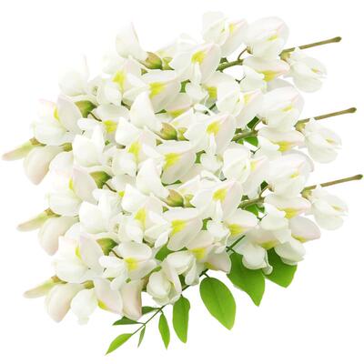 顺丰包邮槐花新鲜花骨朵现货