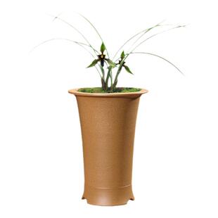 名贵兰花苗包公魂春兰名品黑素花传统老种色花浓香花卉冬季带花苞