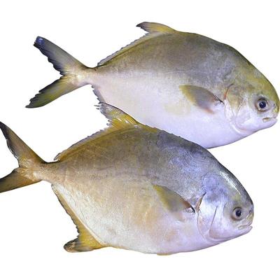 深海金鲳鱼新鲜冷冻水产