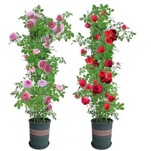 藤本月季花苗特大花浓香庭院植物室内盆栽玫瑰爬藤蔷薇四季开花卉