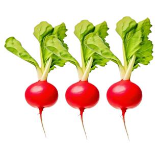 水果樱桃萝卜种子大全四季播种白萝卜红萝卜种籽阳台盆栽蔬菜种孑