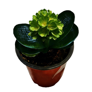 长春娜宝国宝级黑珍珠 翡翠绿花君子兰盆栽 宽叶圆头麻脸高端绿植