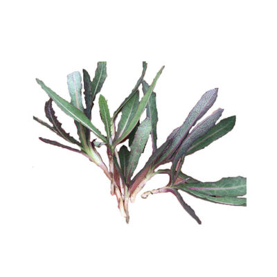 天然种子曲麻菜苦麻菜健康