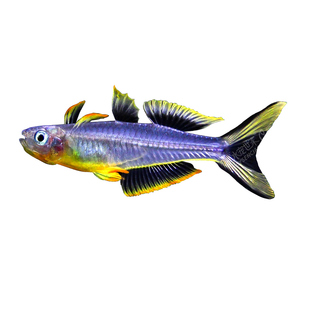 霓虹燕子灯科鱼燕子美人热带小型观赏鱼珍珠燕子鱼群游淡水鱼鳉鱼