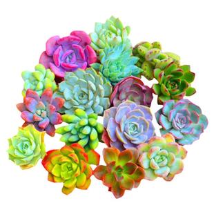 多肉植物组合盆栽新手好养精品肉肉套装办公室花卉小盆栽懒人植物