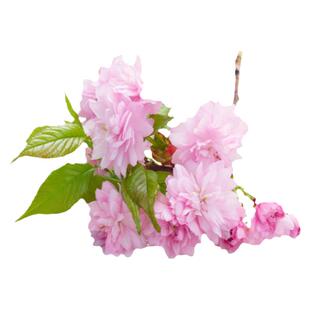 樱花树苗正宗日本樱花南北方庭院地栽盆栽花风景树园林植物绿化树